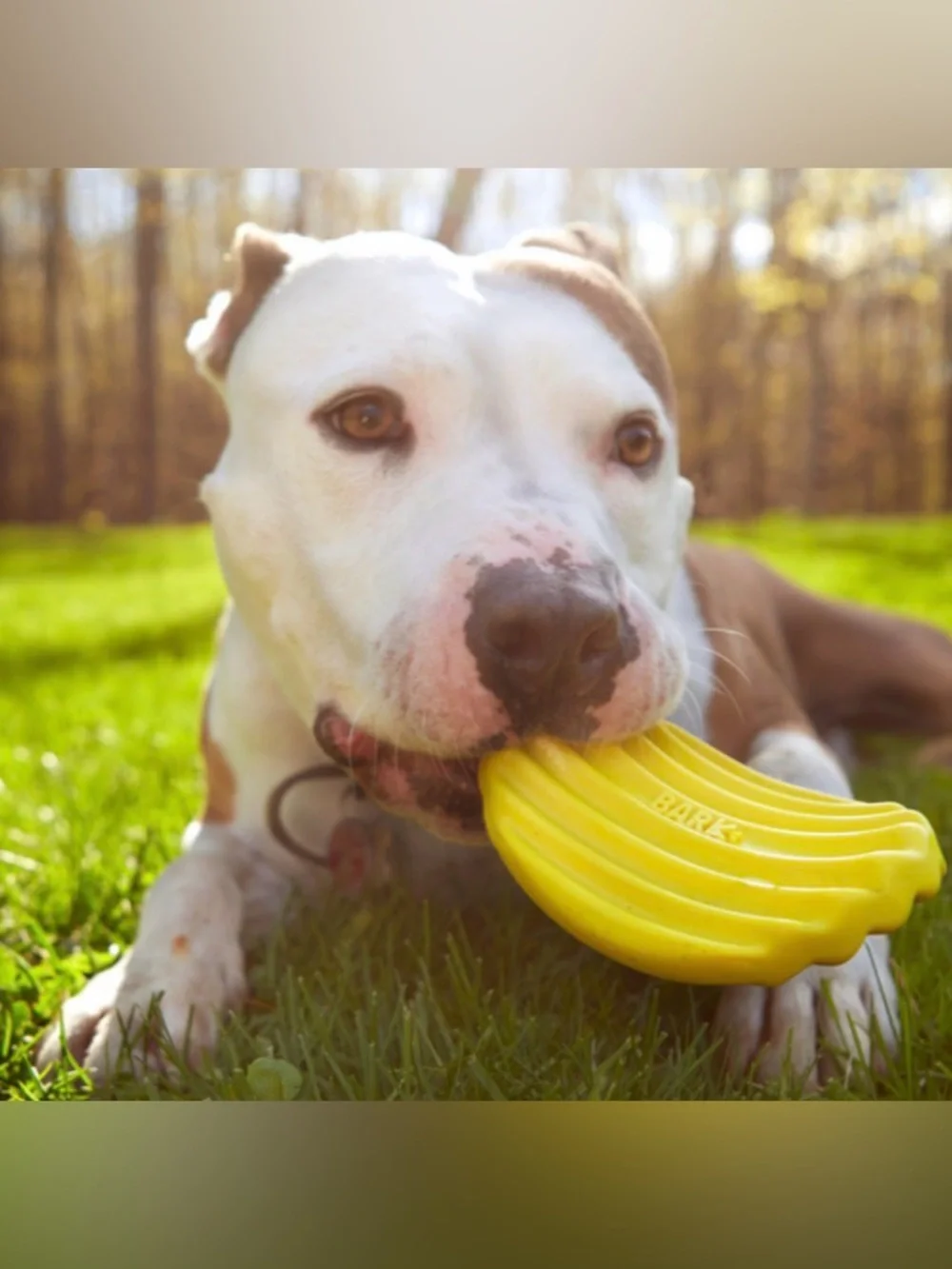 Bark Box Super Chewer ridged Potato Chip NEW M-L Dog toy